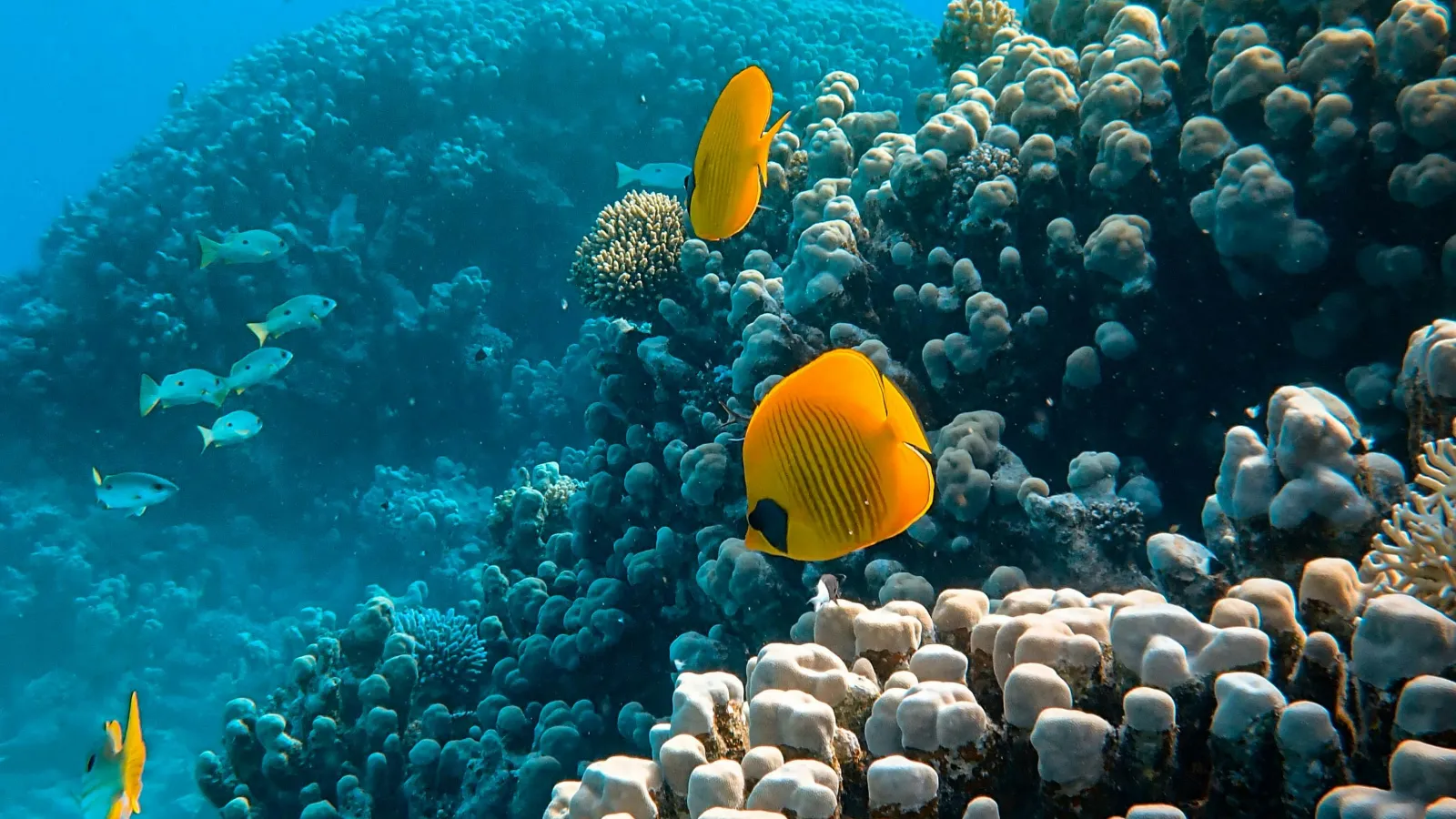 Yellow butterflyfish swimming over a hard coral reef in the Red Sea near Orange Bay, Hurghada