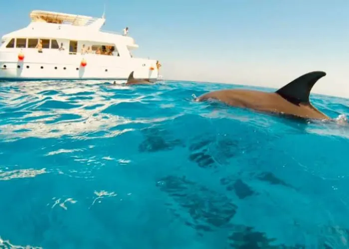 Dolphin fin surfacing beside a white excursion boat in the turquoise Red Sea off Hurghada