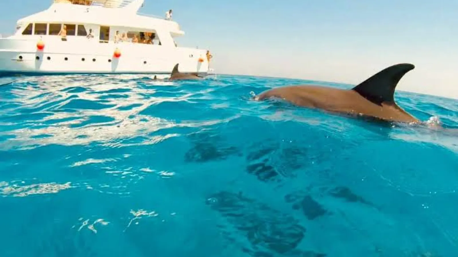 Dolphin fin surfacing beside a white excursion boat in the turquoise Red Sea off Hurghada