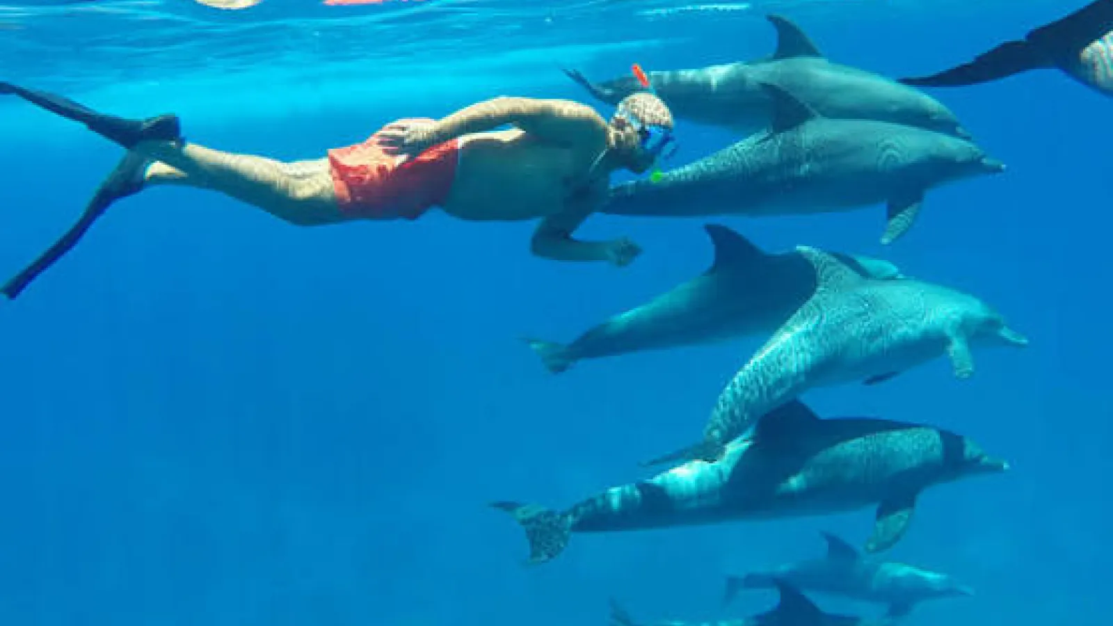 Snorkeler swimming alongside a pod of spinner dolphins underwater at Dolphin House, Hurghada