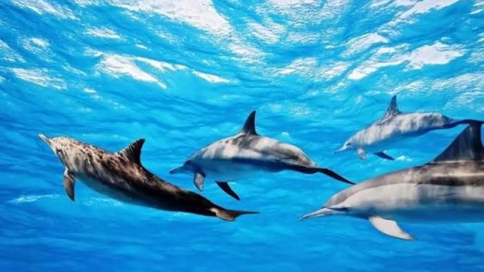 Pod of spinner dolphins swimming underwater in the clear blue Red Sea near Hurghada