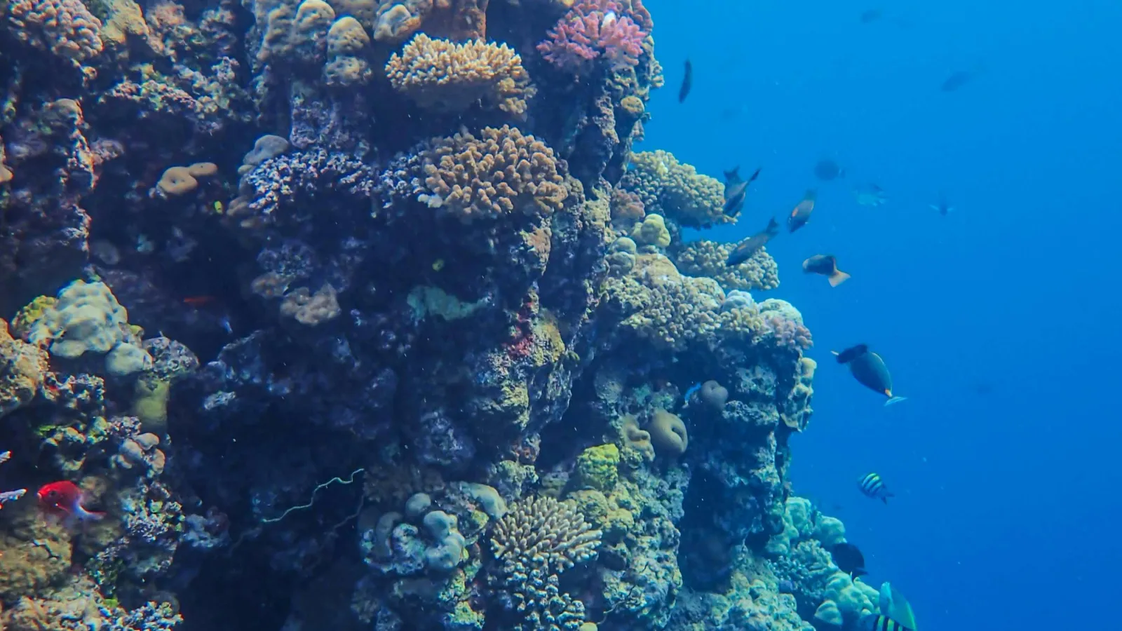 Coral reef wall with small reef fish in deep blue water at a Hurghada snorkeling stop