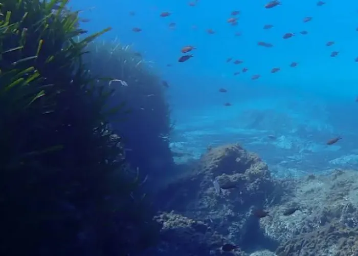 Shoal of small orange fish over rocks and seagrass on a Red Sea reef near Hurghada