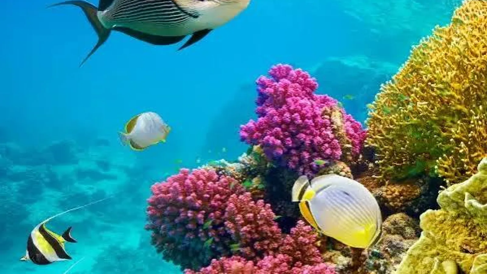 Sohal surgeonfish and butterflyfish over a colourful coral garden in the Red Sea