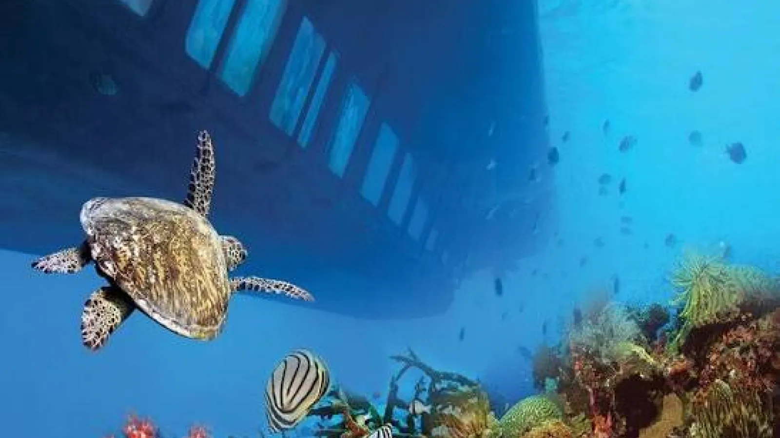 Sea turtle swimming beside the underwater windows of the Seascope semi-submarine, Hurghada