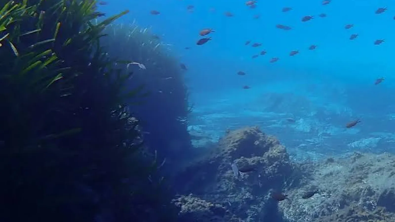 Shoal of small orange fish over rocks and seagrass on a Red Sea reef near Hurghada