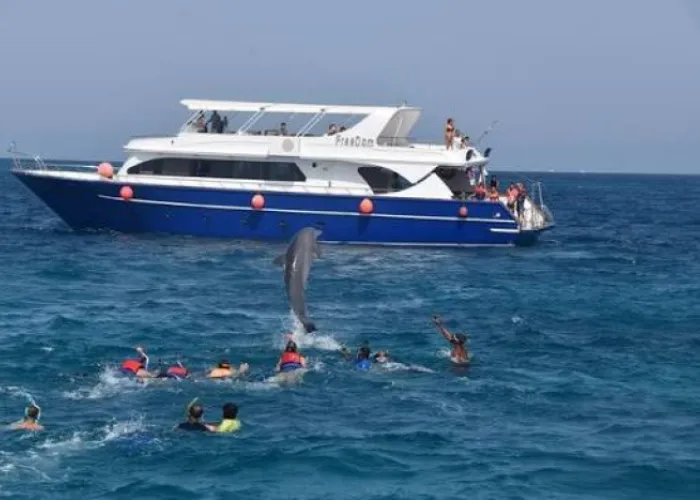 Dolphin leaping in front of an excursion boat with snorkelers in the water, Dolphin House Hurghada