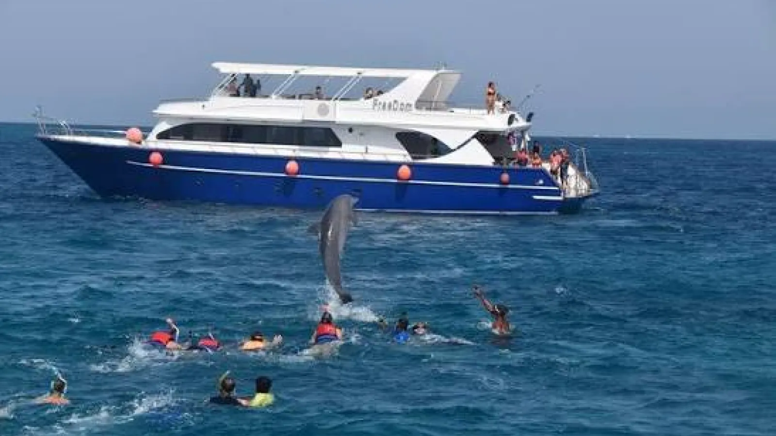 Dolphin leaping in front of an excursion boat with snorkelers in the water, Dolphin House Hurghada
