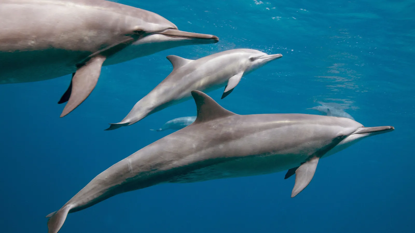 Pod of spinner dolphins gliding beneath the surface of the Red Sea near Hurghada