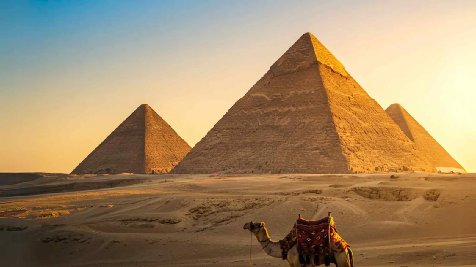 Pyramids of Giza at sunset with a camel standing in the desert sand, Cairo