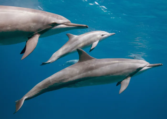 Pod of spinner dolphins gliding beneath the surface of the Red Sea near Hurghada