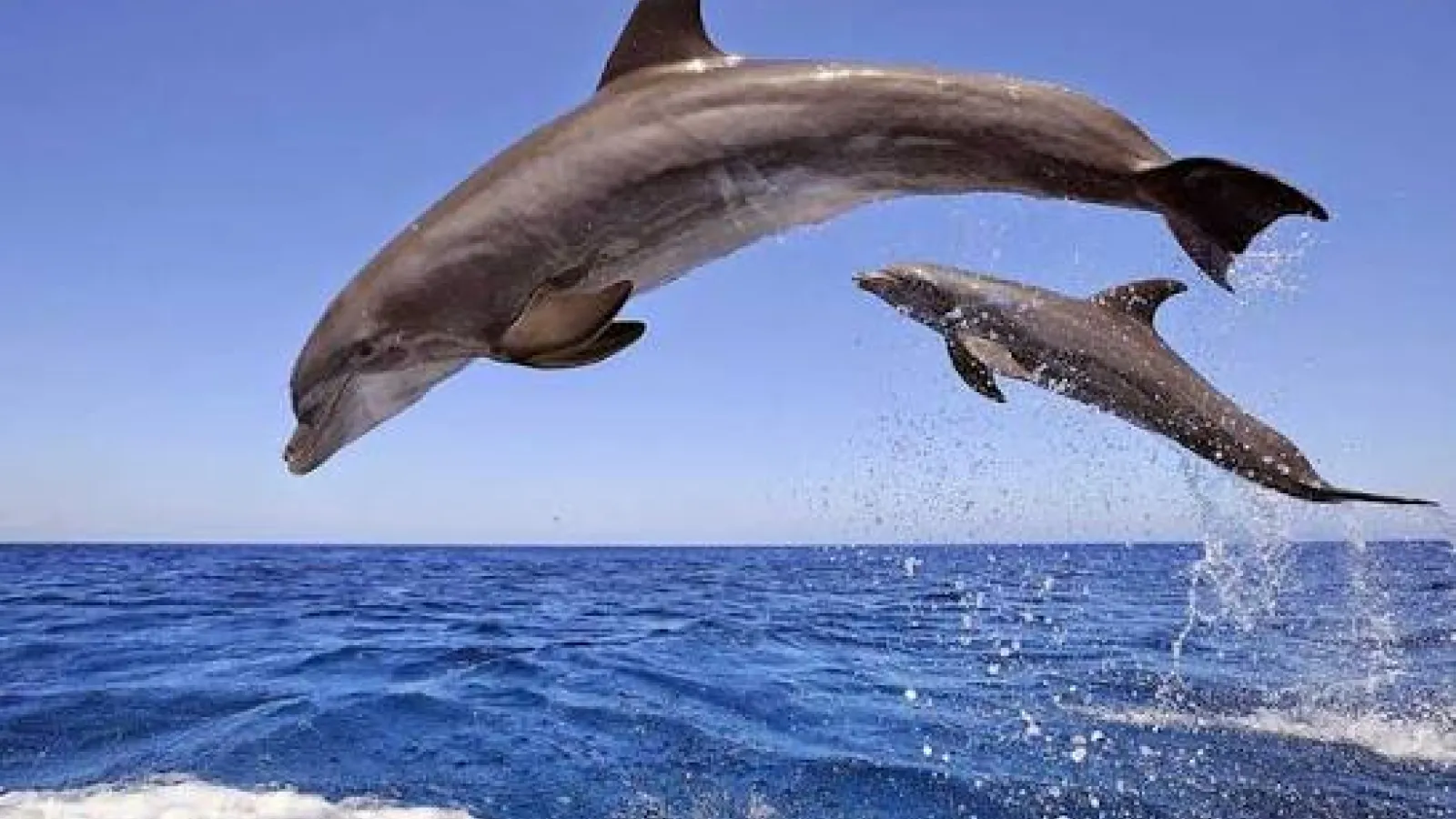Two bottlenose dolphins leaping out of the waves of the Red Sea