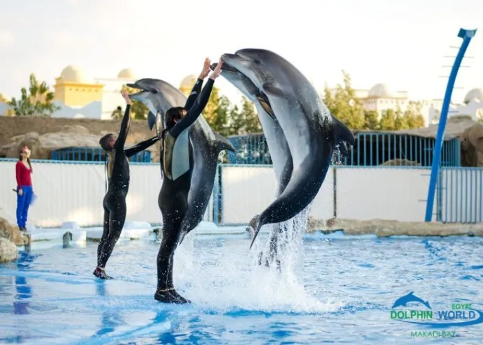 Dolphins standing upright with their trainers at the dolphinarium show near Hurghada