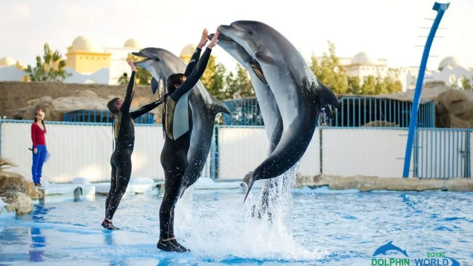 Dolphins standing upright with their trainers at the dolphinarium show near Hurghada