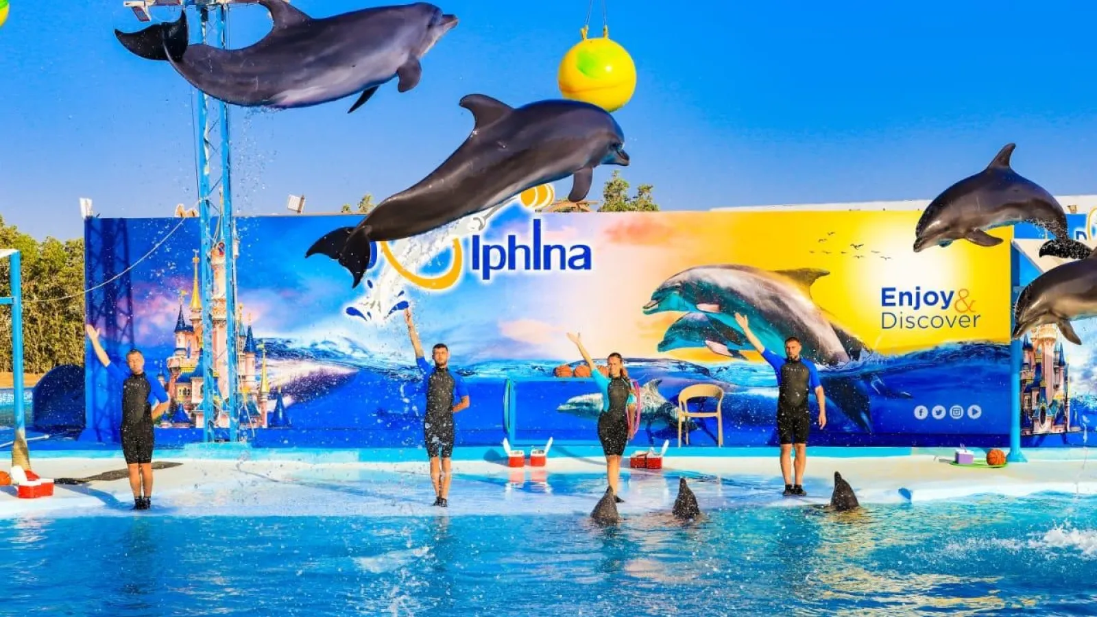 Dolphins leaping high over the pool during the dolphin show near Hurghada